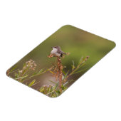 vrouw Vermilion Flycatcher Magneet (Linkerzijde)