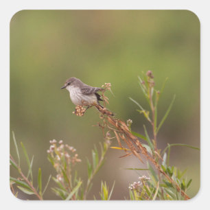 Vrouw Vermilion Flycatcher Vierkante Sticker