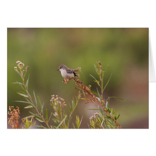 Vrouw Vermiljoen Flycatcher (Voorkant Horizontaal)