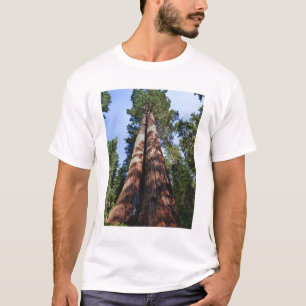 Vrouw videotaping op basis van massieve Sequoia T-shirt