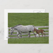 Vrouw volbloed en jonge veulens briefkaart (Voorkant / Achterkant)