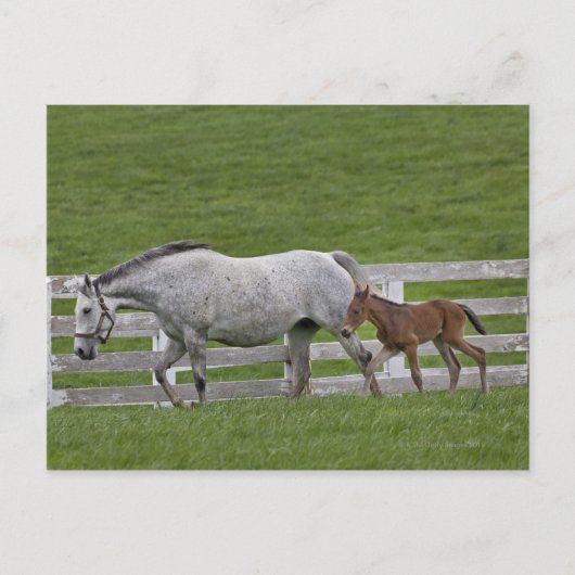Vrouw volbloed en jonge veulens briefkaart (Voorkant)