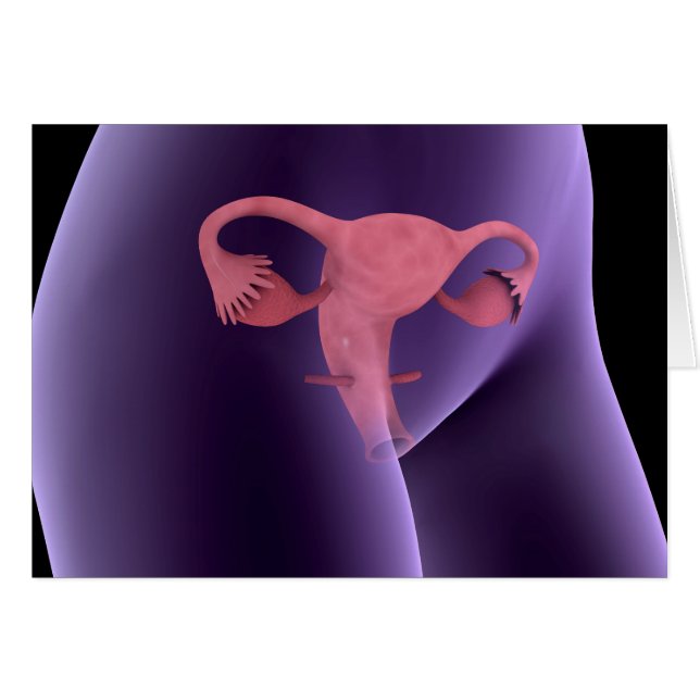 Vrouw, voortplantingsorganen, röntgenfoto-Uitzicht (Voorkant Horizontaal)