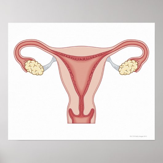 Vrouw Voortplantingsstelsel 2 Poster (Voorkant)