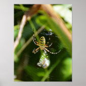Vrouw Wasp-spin Poster (Voorkant)