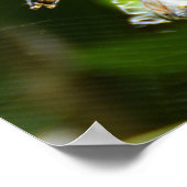 Vrouw Wasp-spin Poster (Hoek)