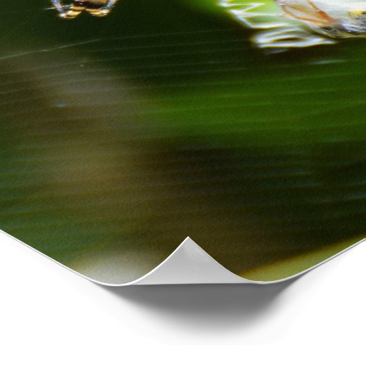 Vrouw Wasp-spin Poster (Hoek)