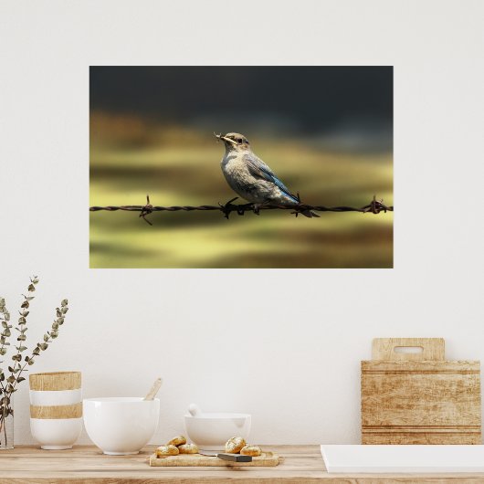 Vrouw Westerne blauwvogel met buik Poster (Keuken)