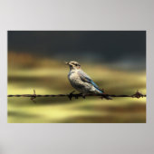 Vrouw Westerne blauwvogel met buik Poster (Voorkant)