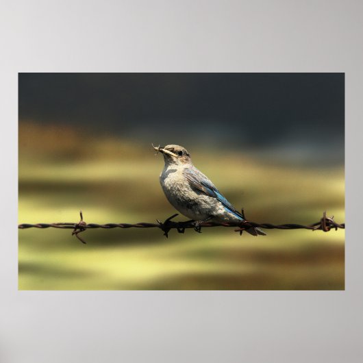 Vrouw Westerne blauwvogel met buik Poster (Voorkant)