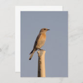 Vrouw Westerne Bluebird Invitation Kaart (Voorkant / Achterkant)