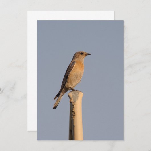 Vrouw Westerne Bluebird Invitation Kaart (Voorkant / Achterkant)