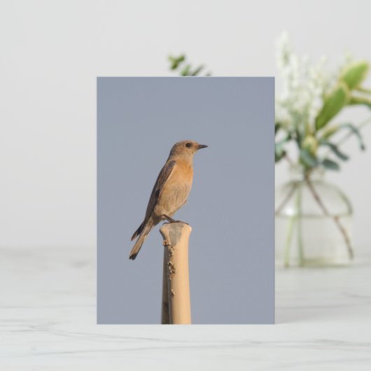 Vrouw Westerne Bluebird Invitation Kaart (Staand voorkant)