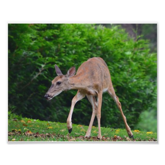 Vrouw Whitetail Deer Foto Afdruk (Voorkant)