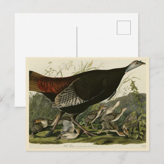 Vrouw Wild Turkey from Audubon's Birds of America Briefkaart (Voorkant / Achterkant)
