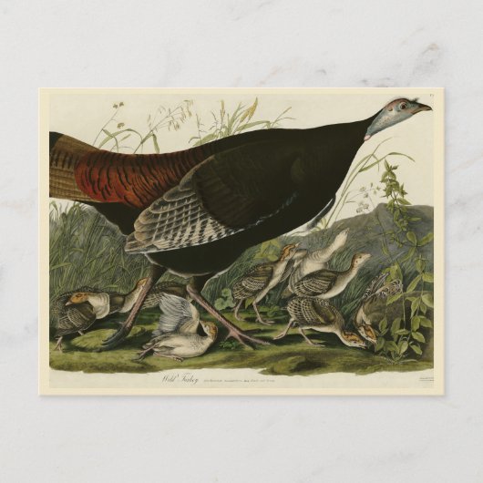 Vrouw Wild Turkey from Audubon's Birds of America Briefkaart (Voorkant)
