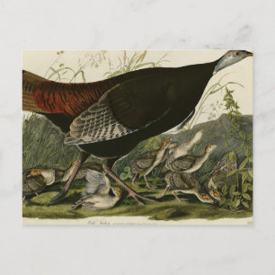 Vrouw Wild Turkey from Audubon's Birds of America Briefkaart