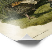 Vrouw Wild Turkey from Audubon's Birds of America Foto Afdruk (Hoek)