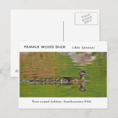 "Vrouw Wood Duck" (met kinderen) Briefkaart (Voorkant / Achterkant)