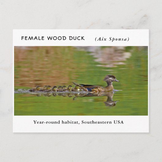 "Vrouw Wood Duck" (met kinderen) Briefkaart (Voorkant)
