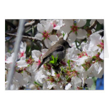 Vrouw zonnevogelpest