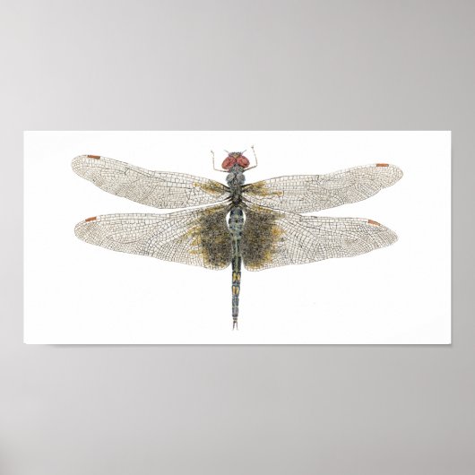 Vrouw zwarte zadelzakken Dragonfly Poster (Voorkant)