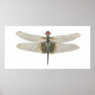 Vrouw zwarte zadelzakken Dragonfly Poster