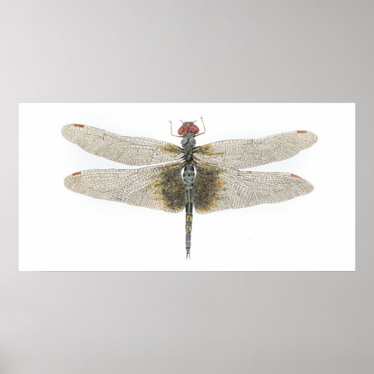 Vrouw zwarte zadelzakken Dragonfly Poster (Voorkant)