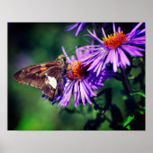 Vrouwe vrouwerij op de wildaster poster (Voorkant)