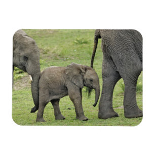 Vrouwelijke Afrikaanse Olifant met Baby Magneet