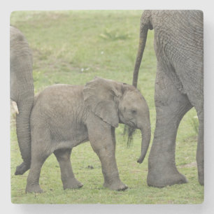 Vrouwelijke Afrikaanse Olifant met Baby Stenen Onderzetter