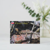 Vrouwelijke basilisk Hagedis, Punta Cahuita - Cost Briefkaart (Staand voorkant)
