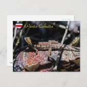 Vrouwelijke basilisk Hagedis, Punta Cahuita - Cost Briefkaart (Voorkant / Achterkant)