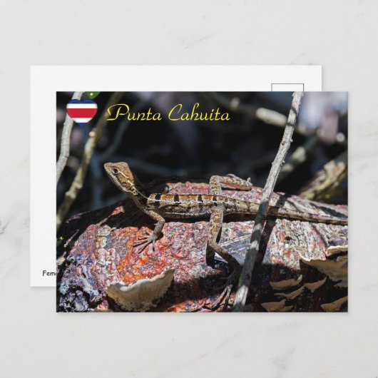 Vrouwelijke basilisk Hagedis, Punta Cahuita - Cost Briefkaart (Voorkant / Achterkant)