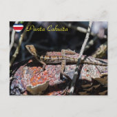 Vrouwelijke basilisk Hagedis, Punta Cahuita - Cost Briefkaart (Voorkant)