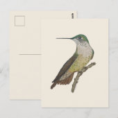 Vrouwelijke Calliope-kolibrie Briefkaart (Voorkant / Achterkant)
