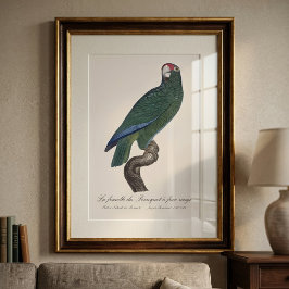 Vrouwelijke Cubaanse Amazonepapegaai, Amazona leuc Foto Afdruk