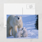 Vrouwelijke Ijsbeer die zich met 2 Welpen bij haar Briefkaart (Voorkant / Achterkant)