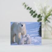 Vrouwelijke Ijsbeer die zich met 2 Welpen bij haar Briefkaart (Staand voorkant)
