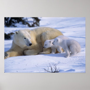 Vrouwelijke ijsbeer liggend met 2 welpen poster