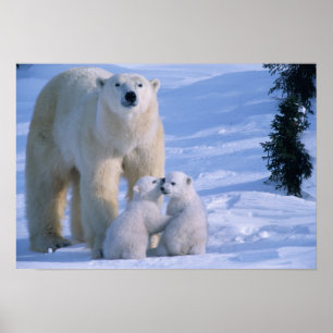 Vrouwelijke ijsbeer staand met 2 welpen poster