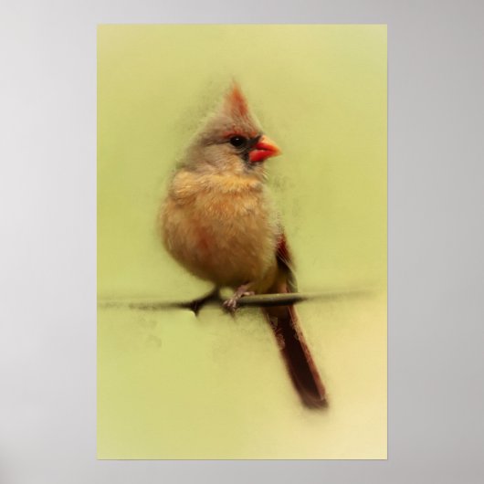 Vrouwelijke Kardinaal Zangvogel Poster (Voorkant)