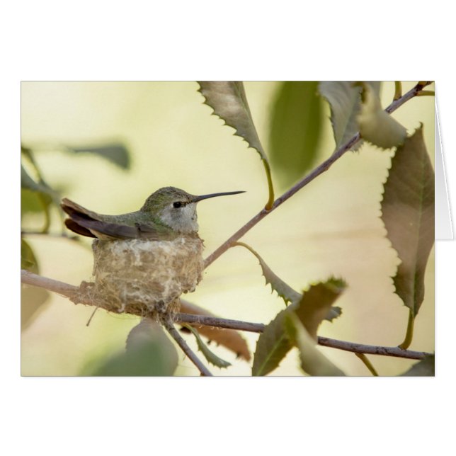 Vrouwelijke kolibrie op haar nest (Voorkant Horizontaal)