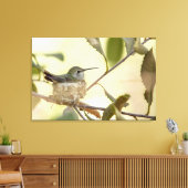 Vrouwelijke kolibrie op haar nest canvas afdruk (Insitu (Woonkamer))