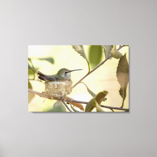Vrouwelijke kolibrie op haar nest canvas afdruk (Voorkant)