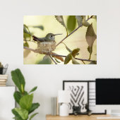 Vrouwelijke kolibrie op haar nest poster (Thuiskantoor)