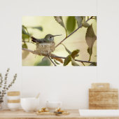 Vrouwelijke kolibrie op haar nest poster (Keuken)