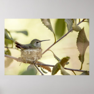Vrouwelijke kolibrie op haar nest poster