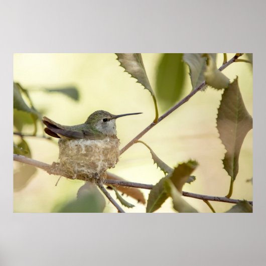 Vrouwelijke kolibrie op haar nest poster (Voorkant)
