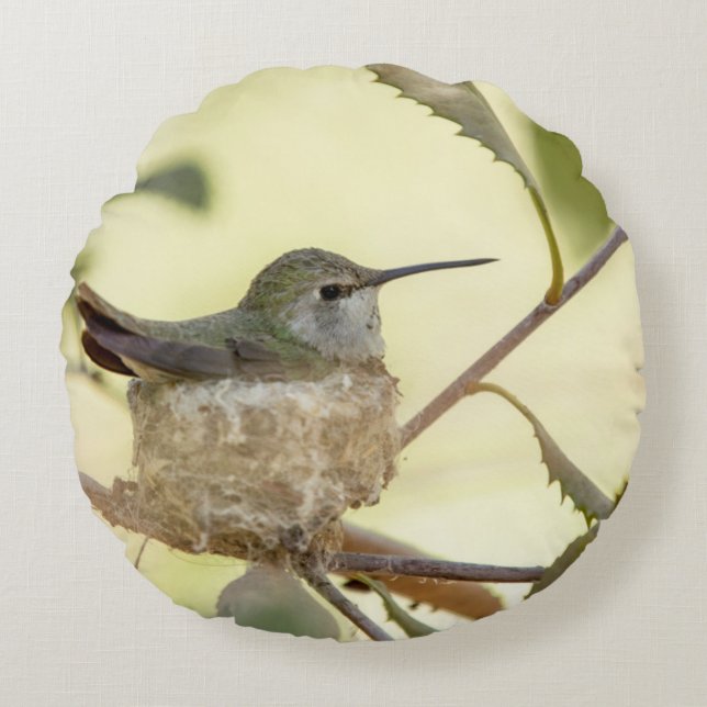 Vrouwelijke kolibrie op haar nest rond kussen (Voorkant)
